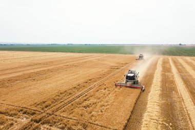 Buğday tarlasında çalışan hasat makinesini birleştirin. Biçici Hava Görünümünü Birleştir. 