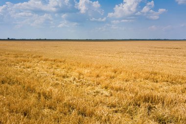 Güneşli yaz gününde ekin tarlalarının gerçek manzarası. Buğday Hasadı. 