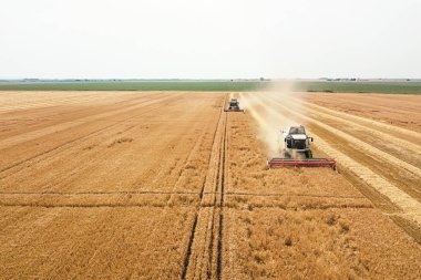 Buğday tarlasında çalışan hasat makinesini birleştirin. Biçici Hava Görünümünü Birleştir. 