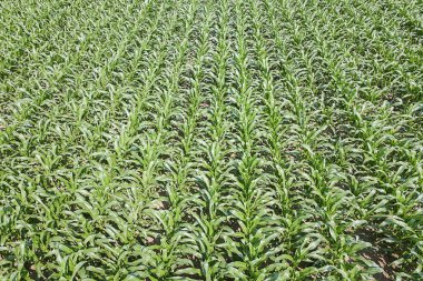 Yeşil mısır tarlasının havadan görünüşü. Mısır Havası.