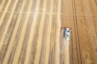 Buğday tarlasında çalışan hasat makinesini birleştirin. Biçici Hava Görünümünü Birleştir. 