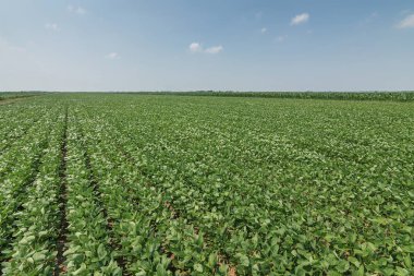 Yeşil olgunlaşmış soya fasulyesi tarlası. Sıralar dolusu yeşil soya fasulyesi. Soya tarlası..
