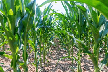 Tarlada yetişen yeşil mısır. Yeşil Mısır Bitkileri.