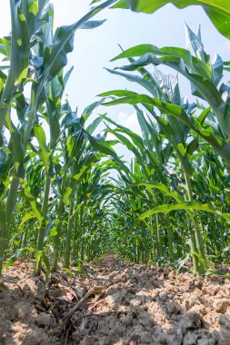 Tarlada yetişen yeşil mısır. Yeşil Mısır Bitkileri.