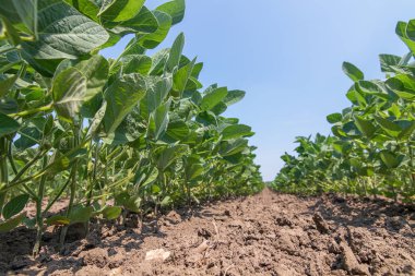 Genç alanında büyük yaprakları ile bitkiler büyümek soya yeşil.