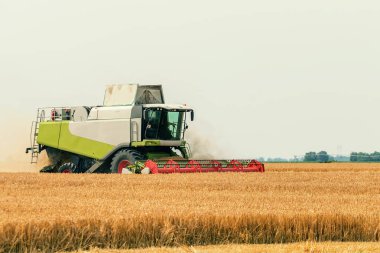 Buğday tarlasında çalışan hasat makinesini birleştirin. Buğday hasat ediyorum..