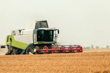 Buğday tarlasında çalışan hasat makinesini birleştirin. Buğday hasat ediyorum..