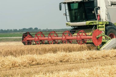 Buğday tarlasında çalışan hasat makinesini birleştirin. Buğday hasat ediyorum..
