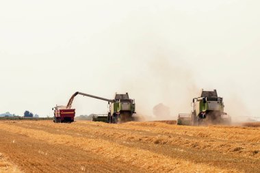 Buğday tarlasında çalışan hasat makinesini birleştirin. Buğday hasat ediyorum..