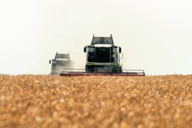 Buğday tarlasında çalışan hasat makinesini birleştirin. Buğday hasat ediyorum..