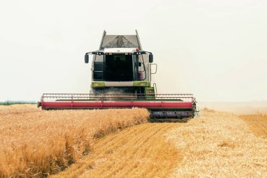 Buğday tarlasında çalışan hasat makinesini birleştirin. Buğday hasat ediyorum..