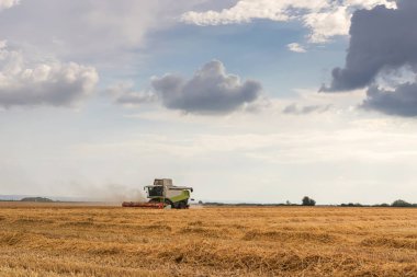 Buğday tarlasında çalışan hasat makinesini birleştirin. Buğday hasat ediyorum..