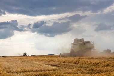 Buğday tarlasında çalışan hasat makinesini birleştirin. Buğday hasat ediyorum..