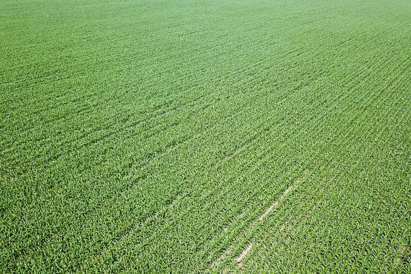 Letecký Pohled Zelené Kukuřičné Pole Kukuřičný Vzduch — Stock fotografie