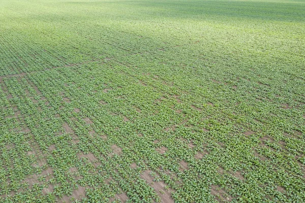 Vista Aérea Del Campo Remolacha Azucarera Cultivada Vista Superior Vista — Foto de Stock