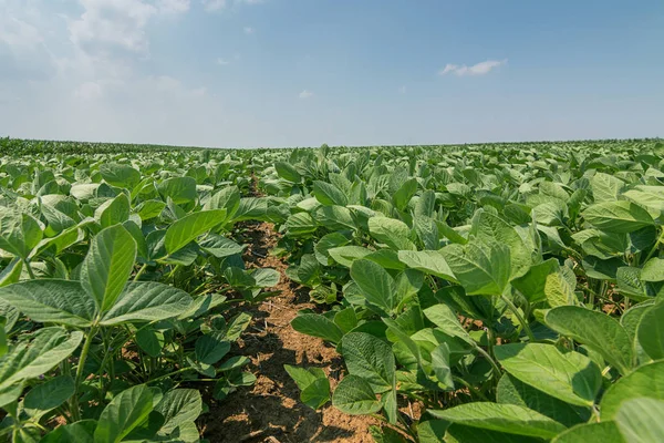 Giovani Piante Soia Verde Con Grandi Foglie Crescono Nel Campo — Foto Stock