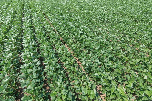 Green ripening soybean field. Rows of green soybeans. Soy plantation.