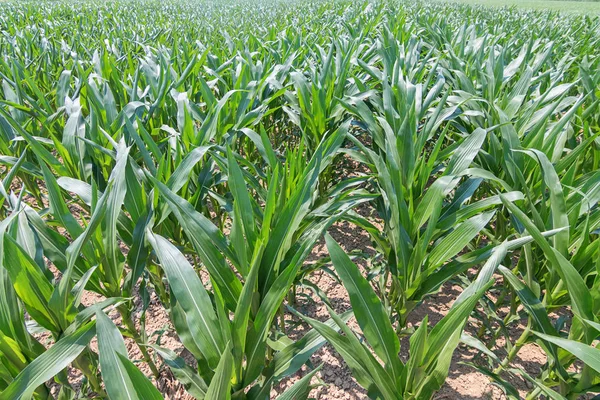 Campo Maíz Verde Maíz Verde Creciendo Campo Cielo Azul Sol —  Fotos de Stock