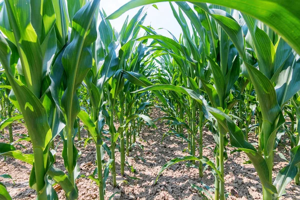 Maíz Verde Creciendo Campo Plantas Maíz Verde —  Fotos de Stock