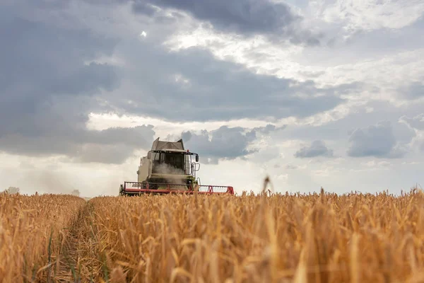 小麦畑で作業している収穫機を組み合わせる 小麦の収穫 — ストック写真