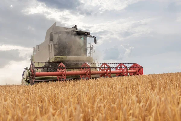 Комбайн Працює Пшеничному Полі Збирання Пшениці — стокове фото