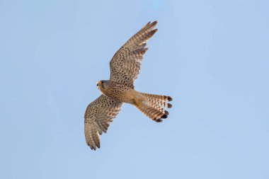 Kerkenez (Falco tinnunculus). Kerkenez uçuş