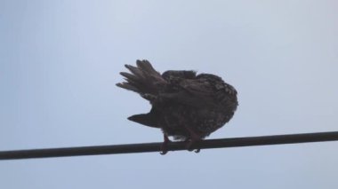 Ortak Starling tel Europe doğa içinde oturan