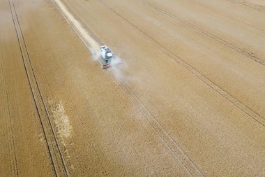 Buğday tarlasında çalışan hasat makinesini birleştirin. Biçici Hava Görünümünü Birleştir. 
