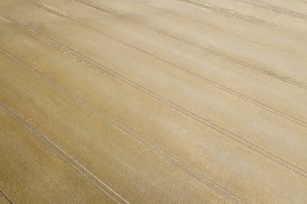 Vista Real Dos Campos Cultivo Dia Ensolarado Verão Colheita Trigo — Fotografia de Stock