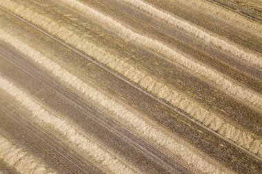 Güneşli yaz gününde ekin tarlalarının gerçek manzarası. Buğday Hasadı. 