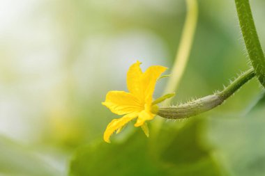 Salatalık Çiçek genç taze organik sebze