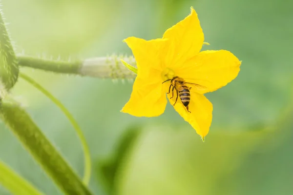 Огурец Цветок Молодой Свежий Органический Овощ — стоковое фото