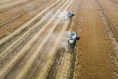 Buğday tarlasında çalışan hasat makinesini birleştirin. Biçici Hava Görünümünü Birleştir. 