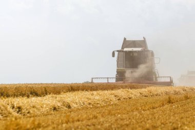 Buğday tarlasını birleştirmek. Sahada çalışmayı birleştir.