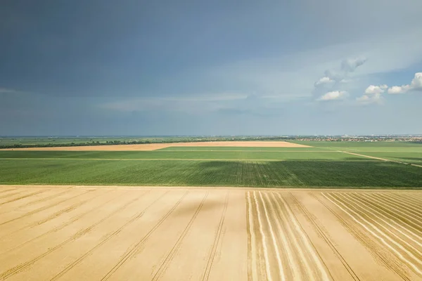 Areal View Crop Fields Sunny Summer Day Wheat Harvest — Stock Photo, Image