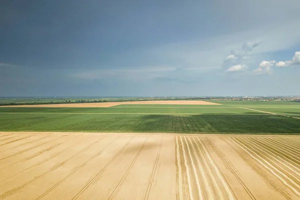 Vista Real Dos Campos Cultivo Dia Ensolarado Verão Colheita Trigo — Fotografia de Stock