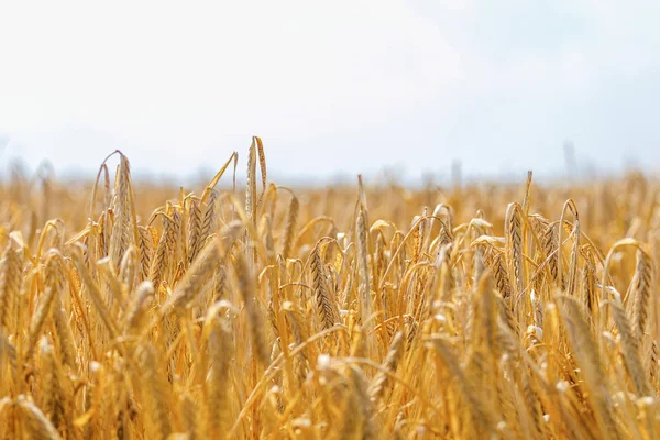 Gouden Oren Van Tarwe Zomer Het Veld Tarweachtergrond — Stockfoto