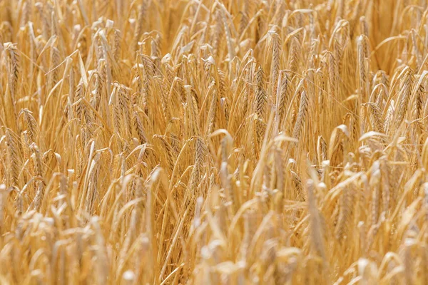 Goldene Ähren Sommer Auf Dem Feld — Stockfoto