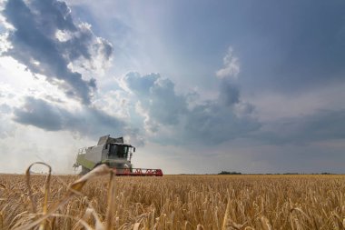 Buğday tarlasını birleştirmek. Sahada çalışmayı birleştir.