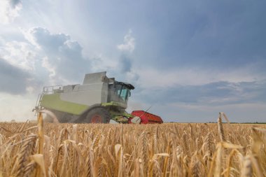 Buğday tarlasını birleştirmek. Sahada çalışmayı birleştir.