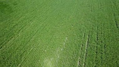 Yeşil mısır tarlasının havadan görünüşü. Mısır Havası.