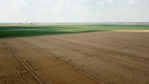 Prawdziwy Widok Pola Uprawne Słoneczny Letni Dzień Zbiory Pszenicy — Wideo stockowe