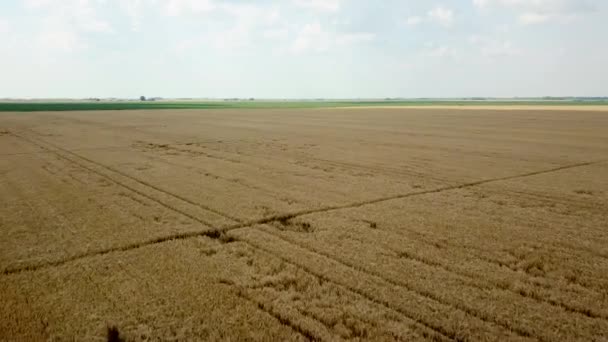 Güneşli Yaz Gününde Ekin Tarlalarının Gerçek Manzarası Buğday Hasadı — Stok video