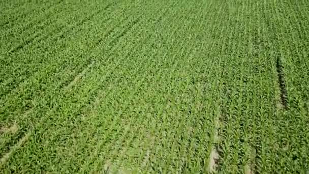 Letecký Pohled Zelené Kukuřičné Pole Kukuřičný Vzduch — Stock video