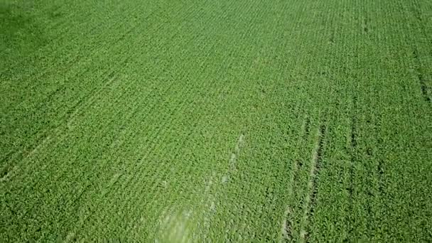 Vista Aérea Campo Maíz Verde Antena Maíz — Vídeo de stock