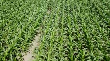 Yeşil mısır tarlasının havadan görünüşü. Mısır Havası.