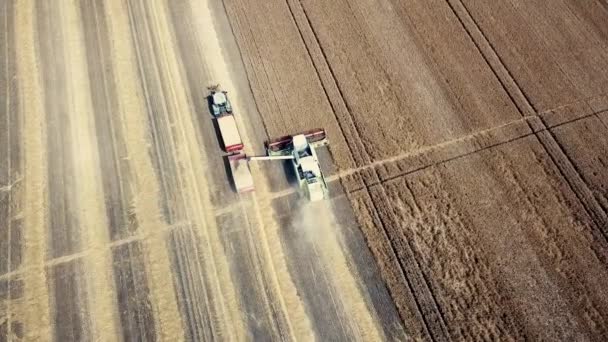 Combineer Oogstmachine Werkend Een Tarweveld Combineer Oogstzicht Vanuit Lucht — Stockvideo