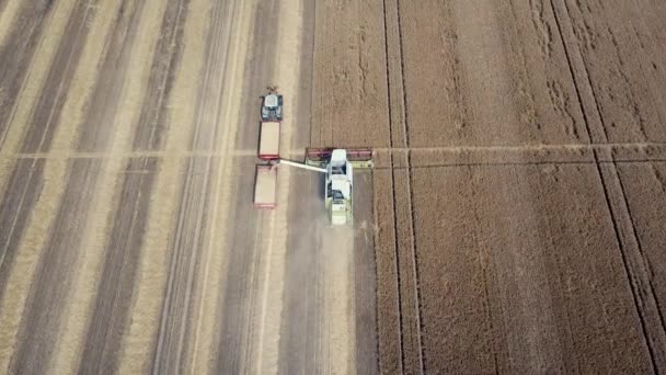 Combine Colheitadeira Trabalhando Campo Trigo Combine Harvester Vista Aérea — Vídeo de Stock