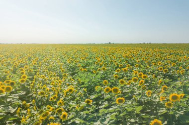 Çiçek açan ayçiçeği tarlası. Ayçiçeği tarlası.