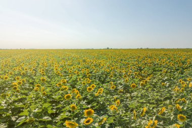 Çiçek açan ayçiçeği tarlası. Ayçiçeği tarlası.